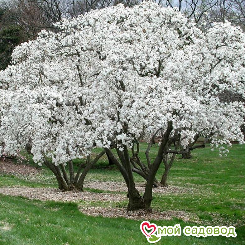 Магнолия вильсона Звёздчатая