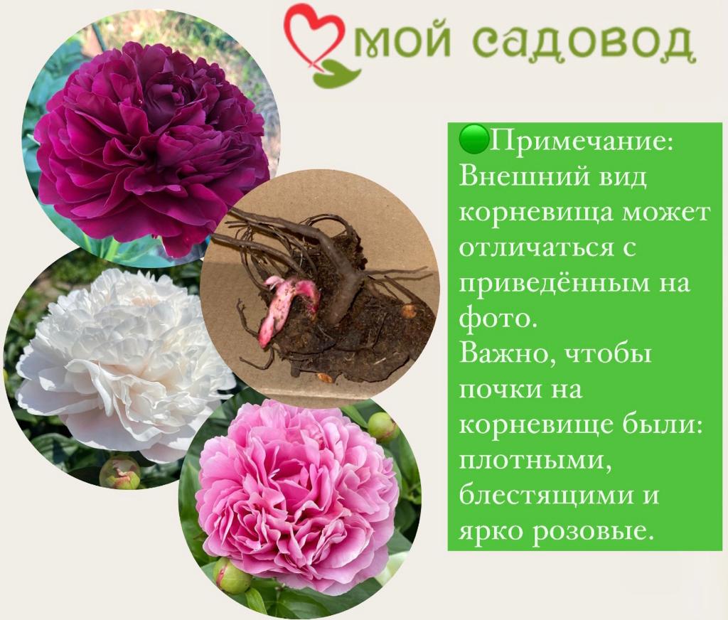 Пион Баррингтон Бель