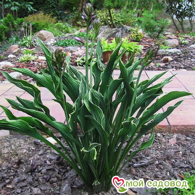 Хоста Прэинг Хэндс (Молящиеся Ручки)